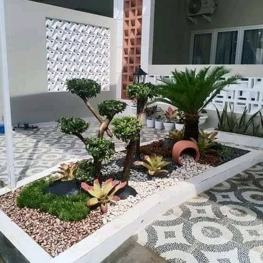 Pohon Moringa Afrika