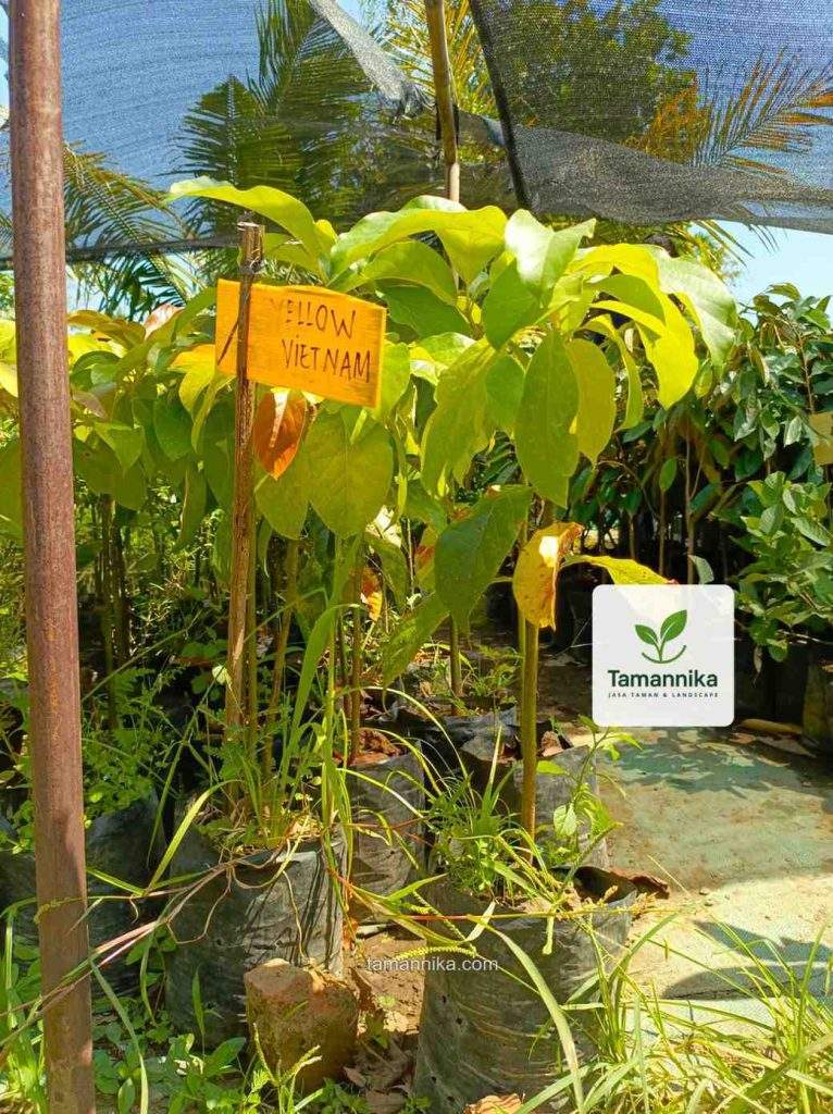 jual bibit pohon alpukat yellow vietnam