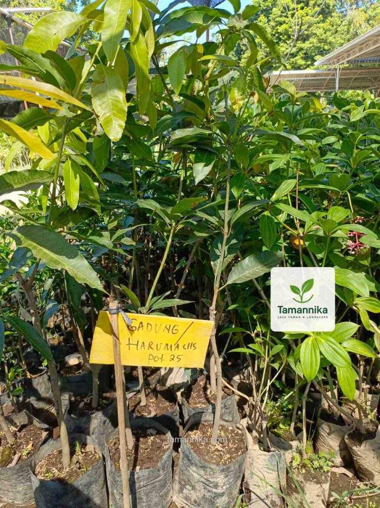 jual bibit pohon gadung harumanis