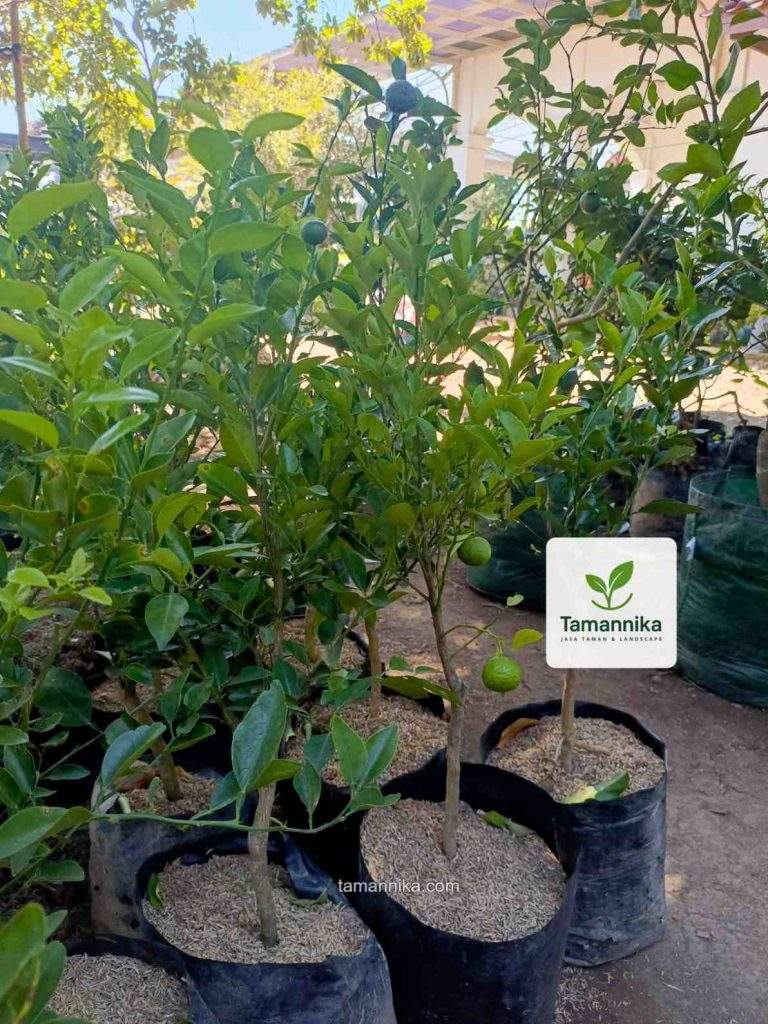 jual bibit pohon jeruk nipis