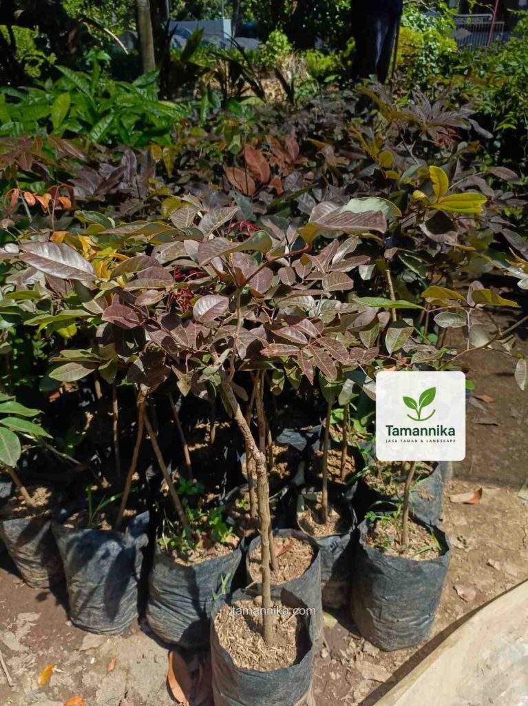 jual bibit pohon kelengkeng merah