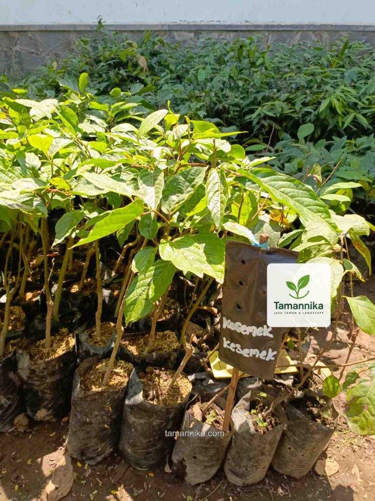 jual bibit pohon kesemek