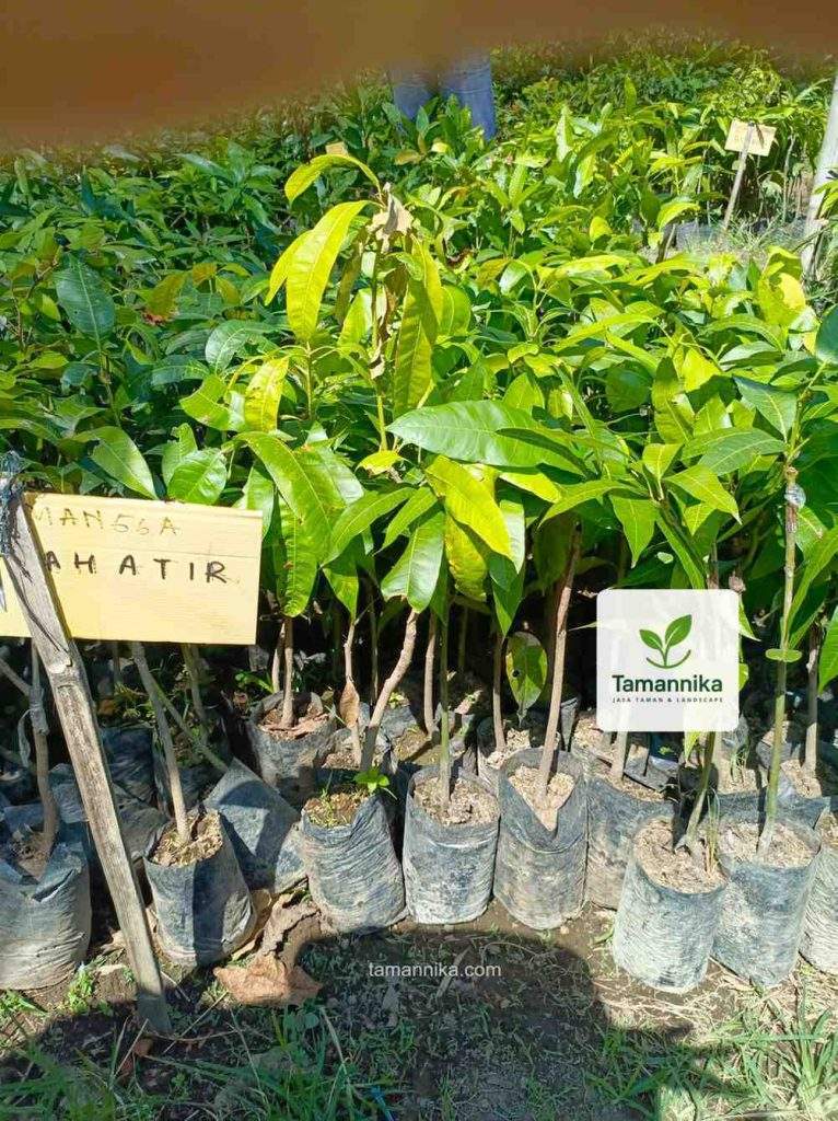 jual bibit pohon mangga mahatir