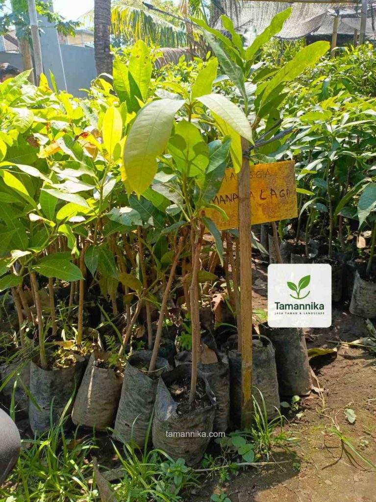 jual bibit pohon mangga manalagi