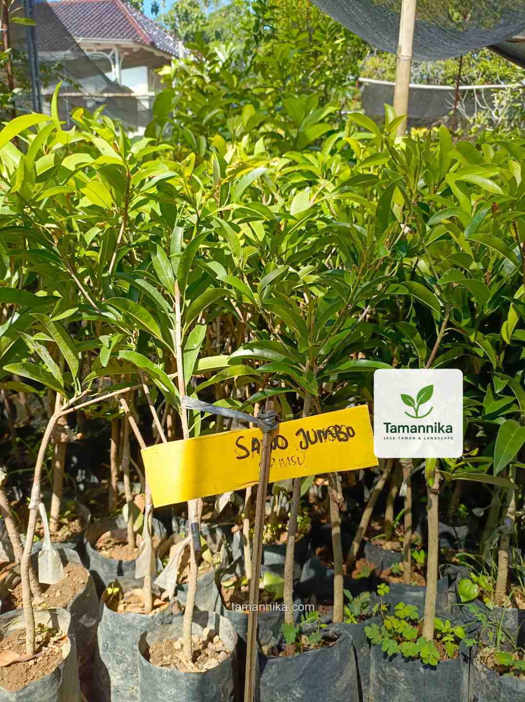 jual bibit pohon sawo jumbo