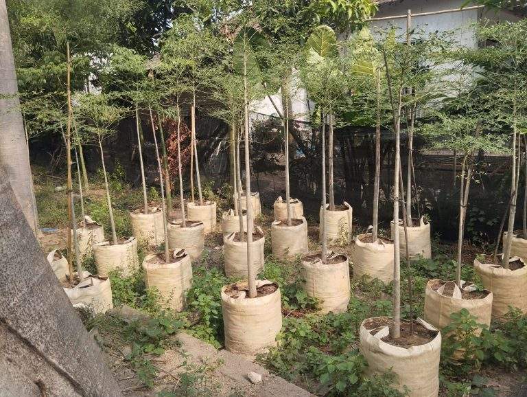 Jual Moringa Planter Bag Berkualitas