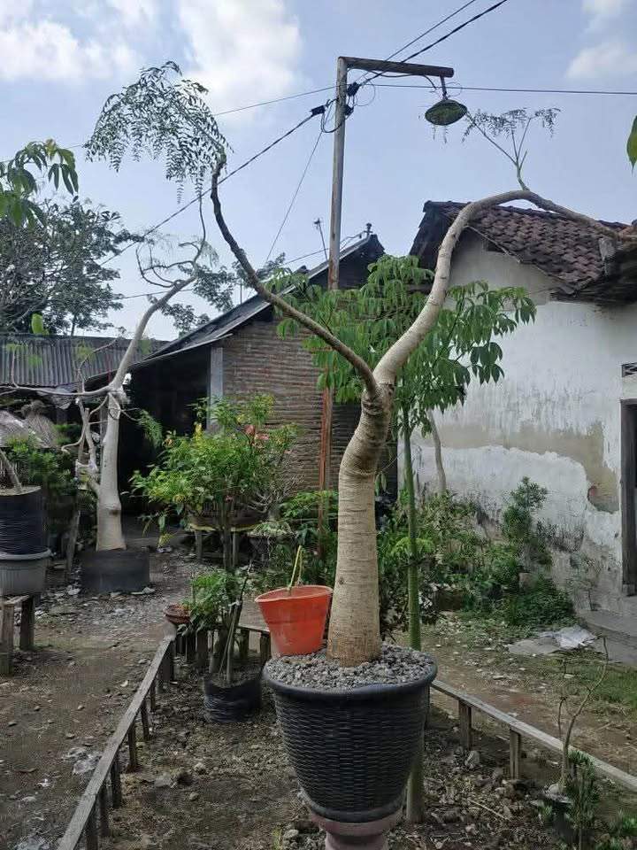 Jual Pohon Moringa Afrika Bonsai
