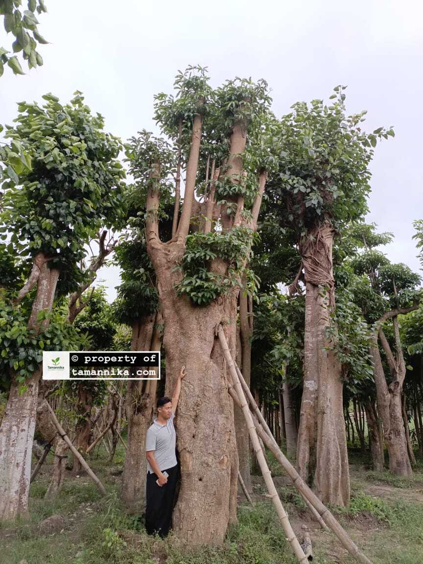Jual Pohon Bodhi