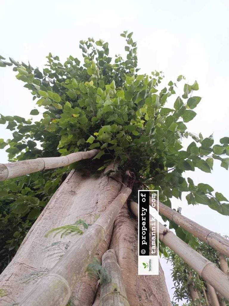 Jual Pohon Bodhi di Cirebon