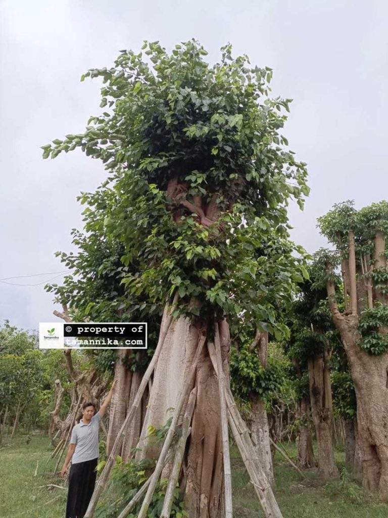 Jual Pohon Bodhi Bantul