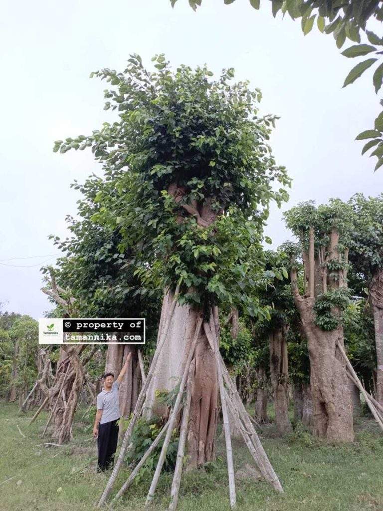 Jual Pohon Bodhi di Sleman
