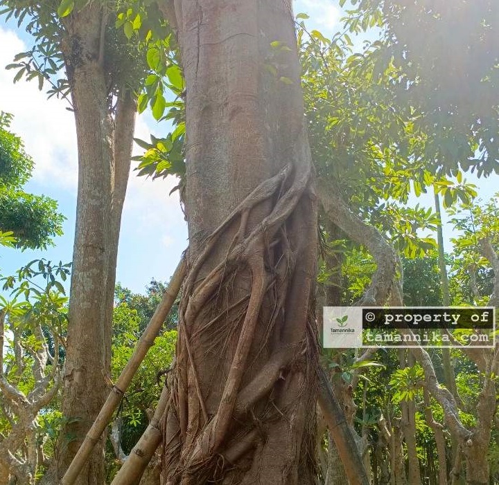 jual pohon bodhi macam jenis