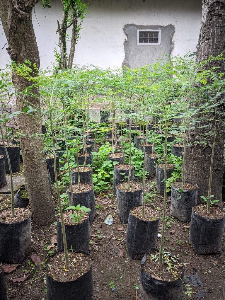 jual bibit pohon moringa afrika