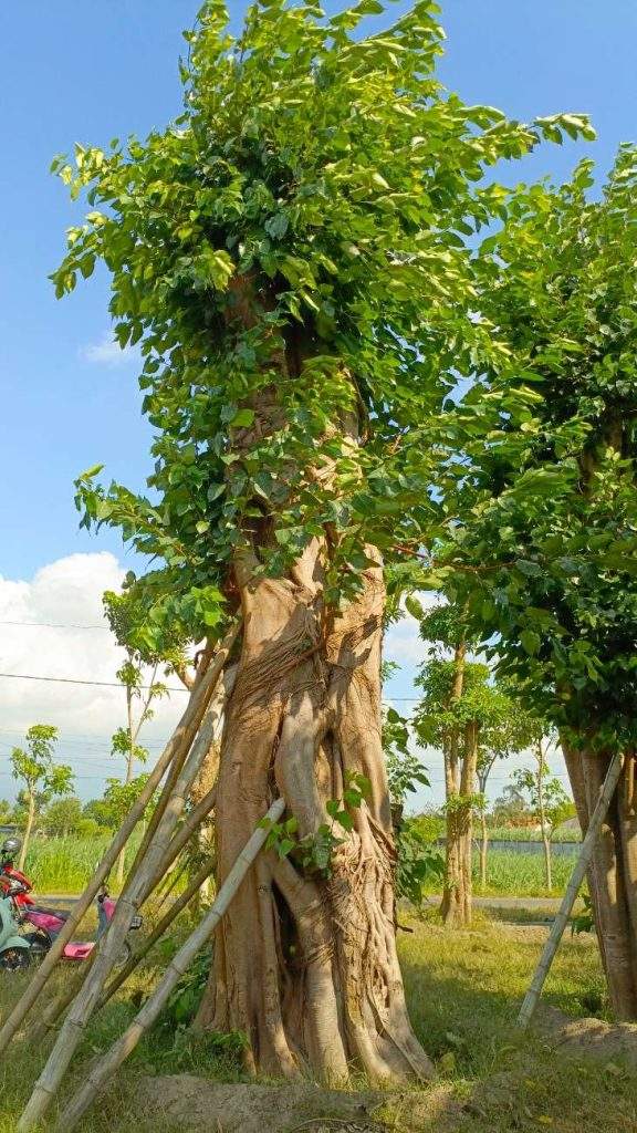 Jual Pohon Bodhi di Gunungkidul