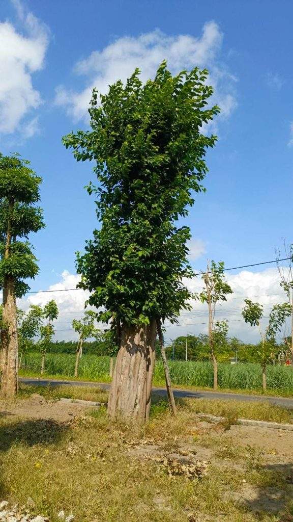 Jual Pohon Bodhi Kulon Progo
