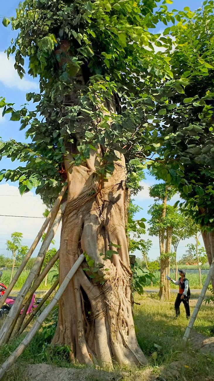 Jual Pohon Bodhi Koleksi Spesial