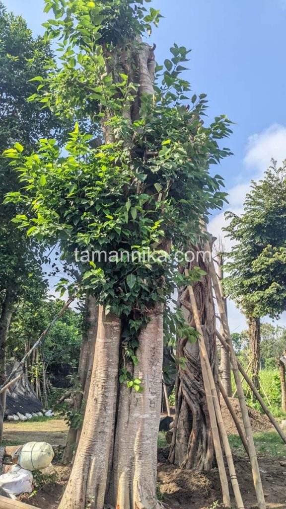 Jual Pohon Bodhi di Klungkung