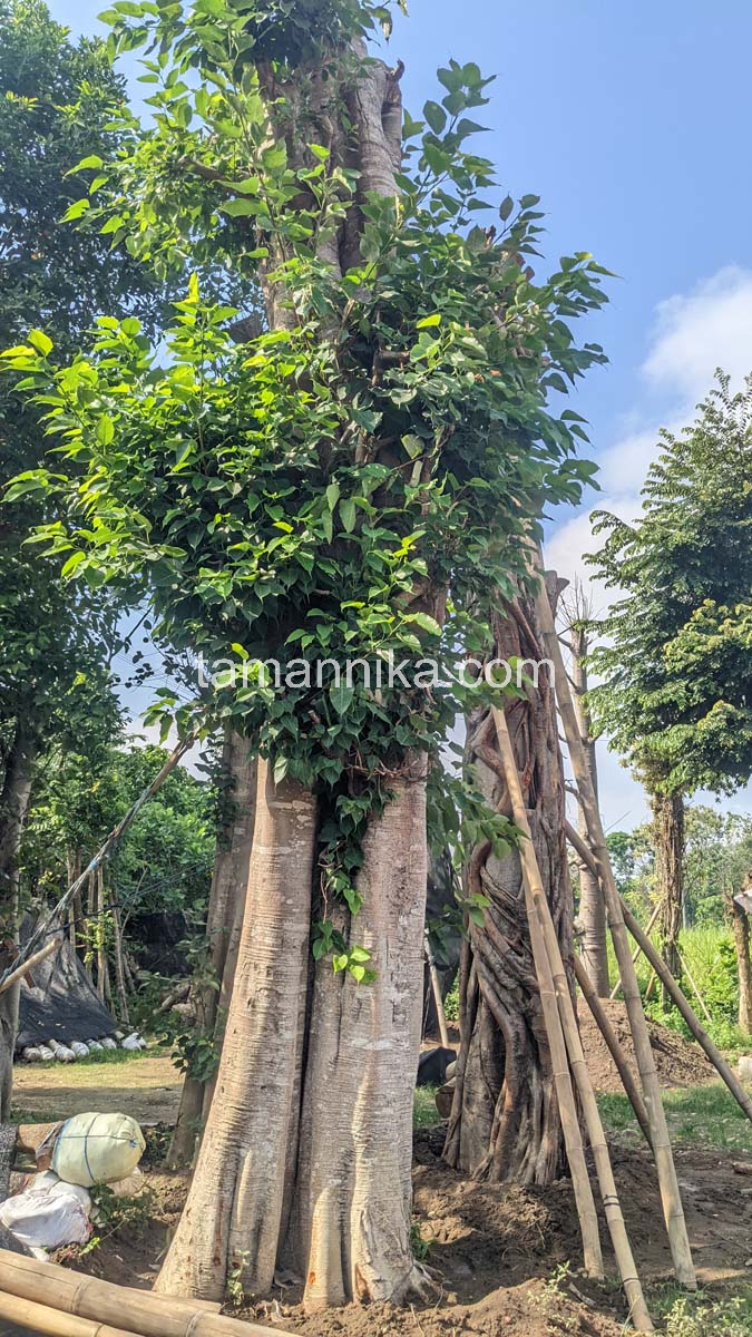 jual Pohon Bodhi Tinggi 3 Meter
