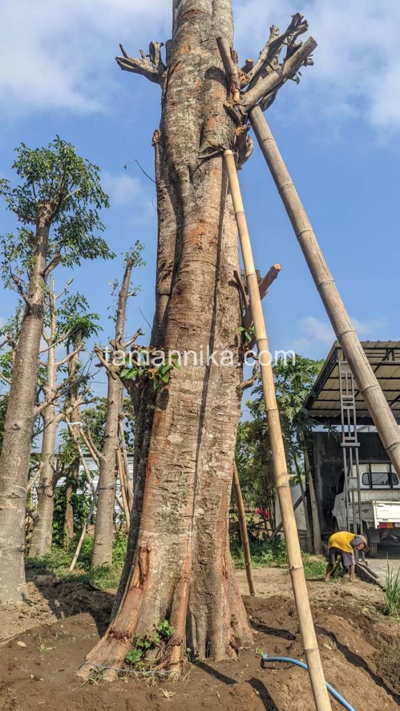 Jual Pohon Bodhi Tinggi 5 Meter