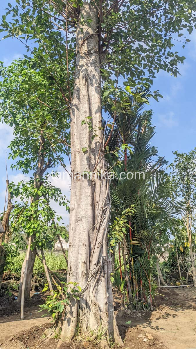 Jual Pohon Bodhi Tinggi 6 Meter