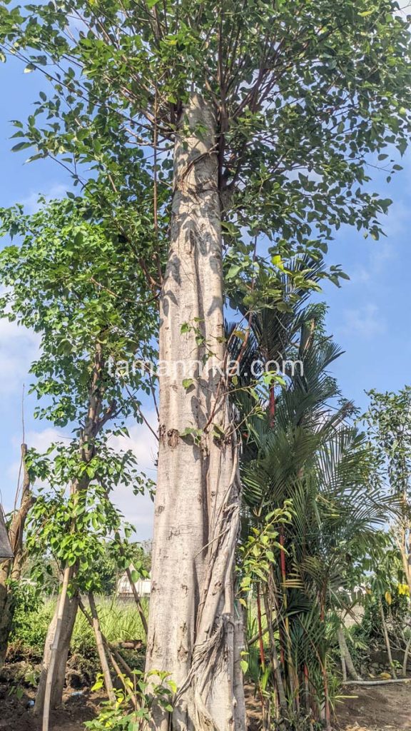 Jual Pohon Bodhi Tinggi 7 Meter