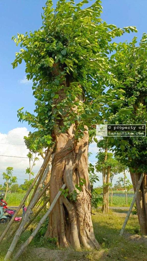 Jual Pohon Bodhi di Solo