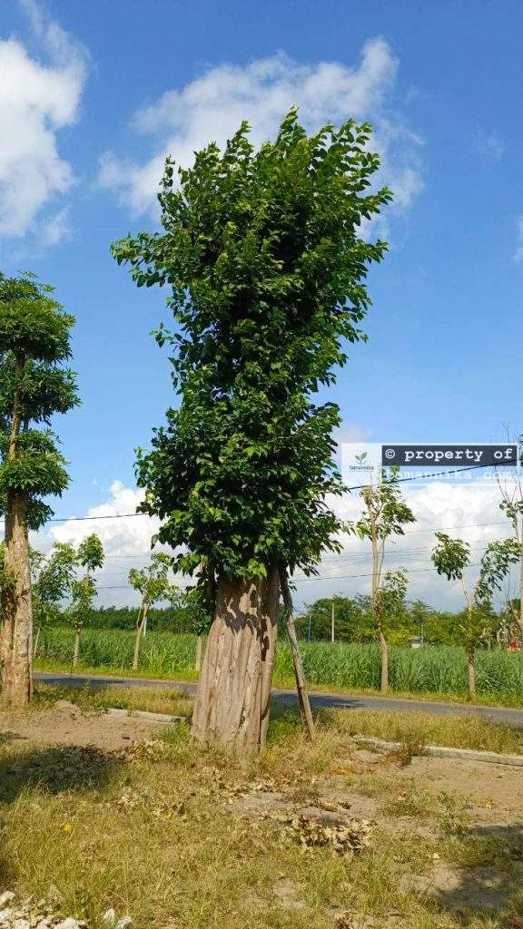 Jual Pohon Bodhi di Bandung