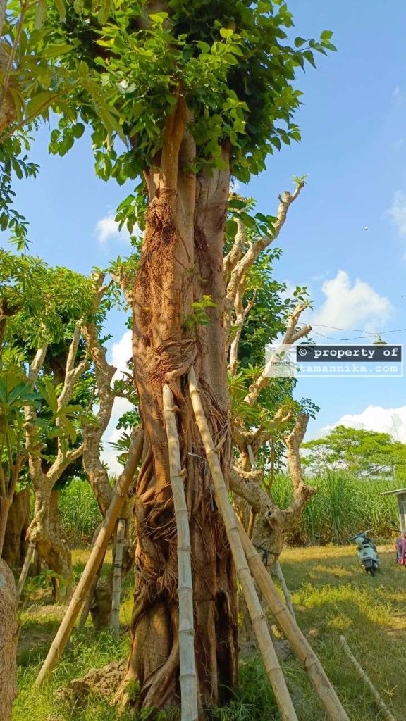 Jual Pohon Bodhi di Gianyar