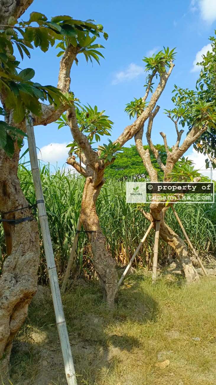 jual Jenis pohon Kamboja Fosil