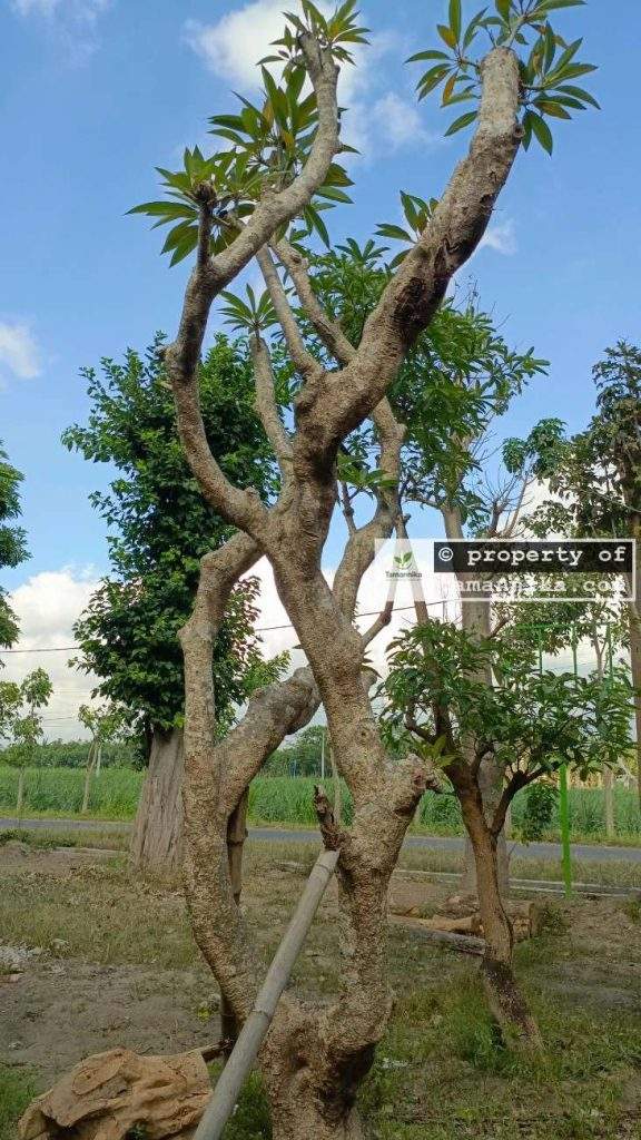 Jual Pohon Kamboja Fosil di Bangli