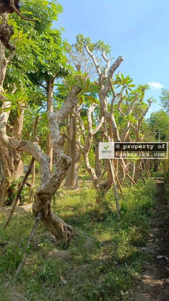 Jual Pohon Kamboja Fosil di Gianyar
