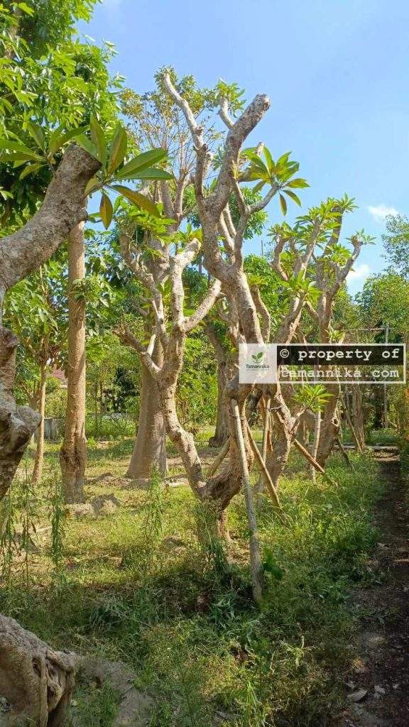 Jual Pohon Kamboja Fosil di Badung