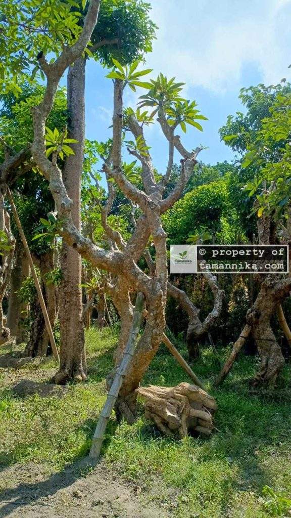 Jual Pohon Kamboja Fosil di Tabanan
