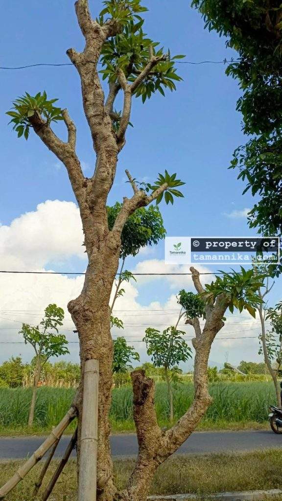 Jual Pohon Kamboja Fosil di Buleleng