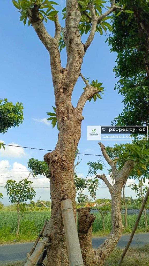 Jual Pohon Kamboja Fosil di Denpasar
