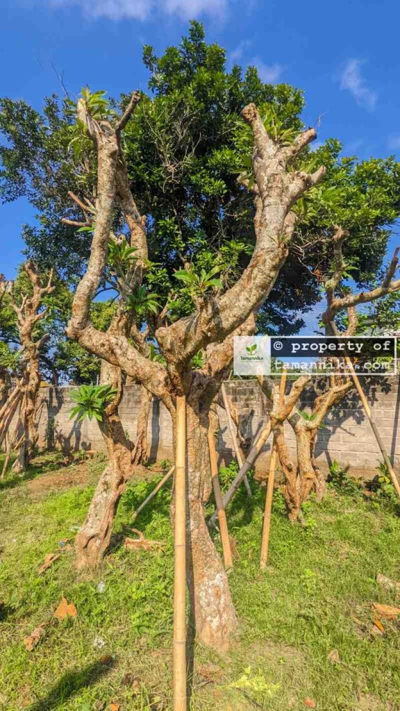 Jual Pohon Kamboja Fosil di Cilegon