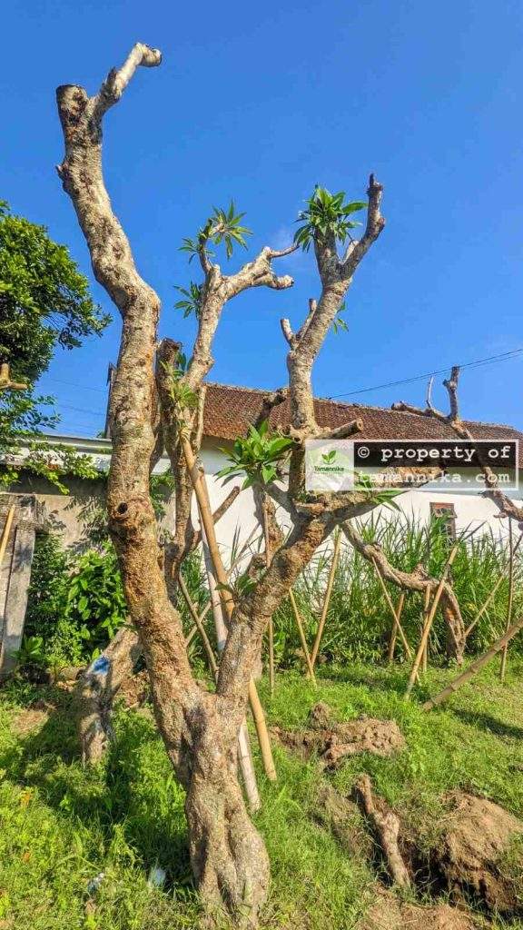 Jual Pohon Kamboja Fosil di Jakarta Selatan