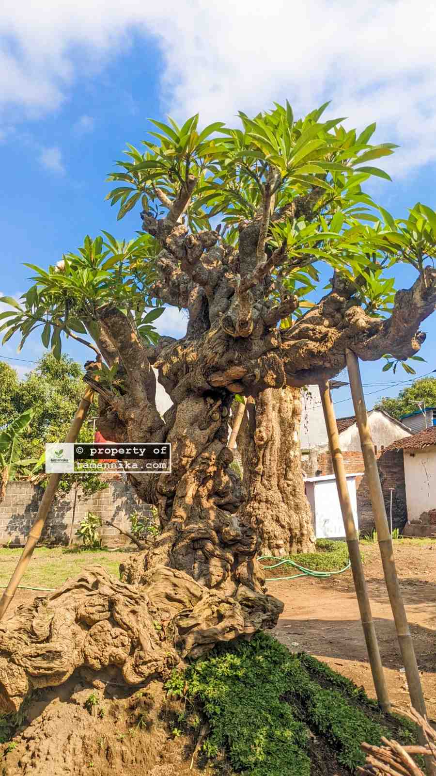 Pohon Tabebuya