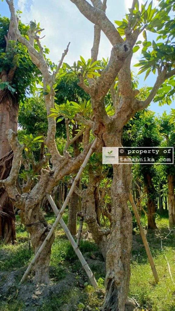 Jual Pohon Kamboja Fosil di Semarang