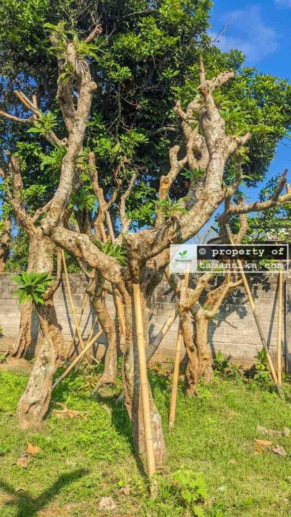 Jual Pohon Kamboja Fosil di Malang