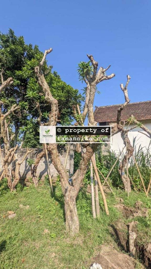 Jual Pohon Kamboja Fosil di Jakarta Timur