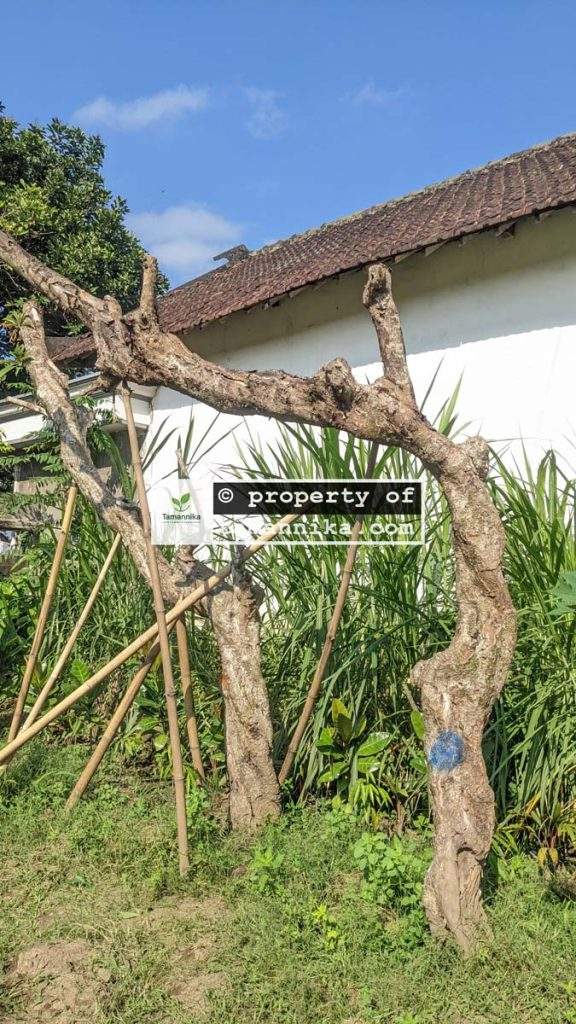 Jual Pohon Kamboja Fosil di Jakarta Barat