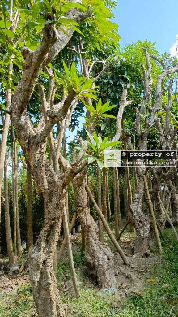 Jual Pohon Kamboja Fosil di Surabaya