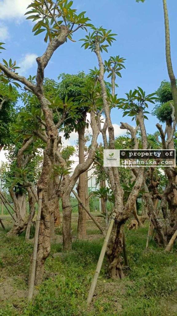 Jual Pohon Kamboja Fosil di Bogor