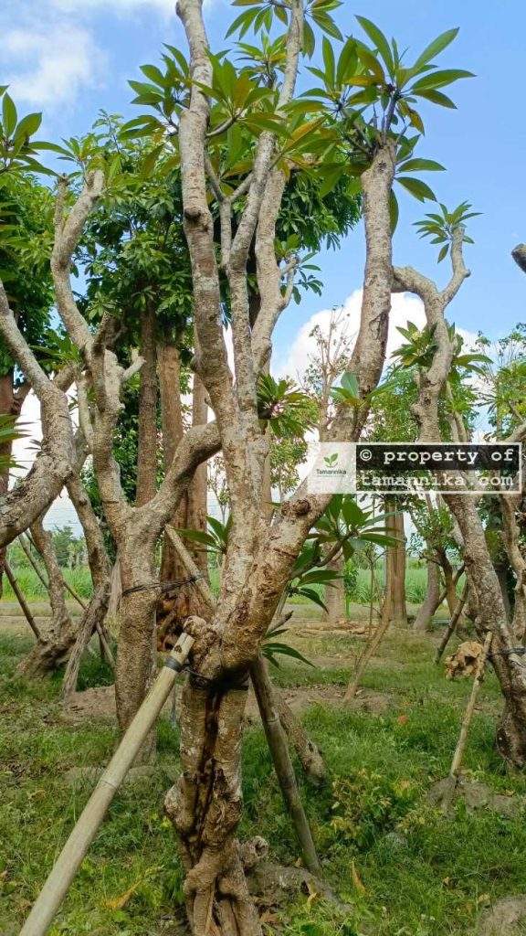 Jual Pohon Kamboja Fosil di Bandung