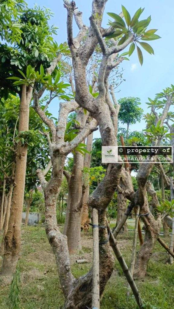 Jual Pohon Kamboja Fosil untuk Hotel