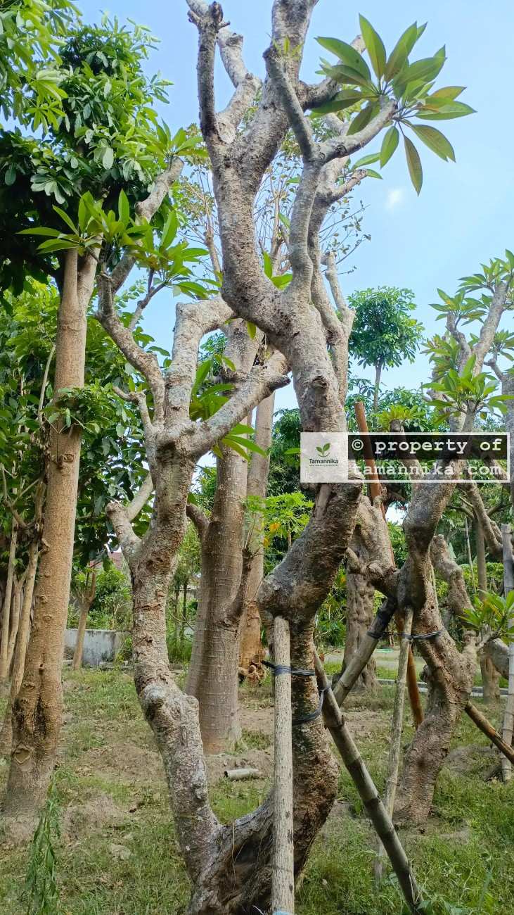 Jual pohon kamboja fosil elegan