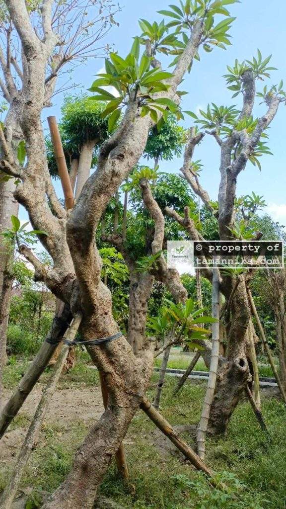 Jual Pohon Kamboja Fosil di Klungkung