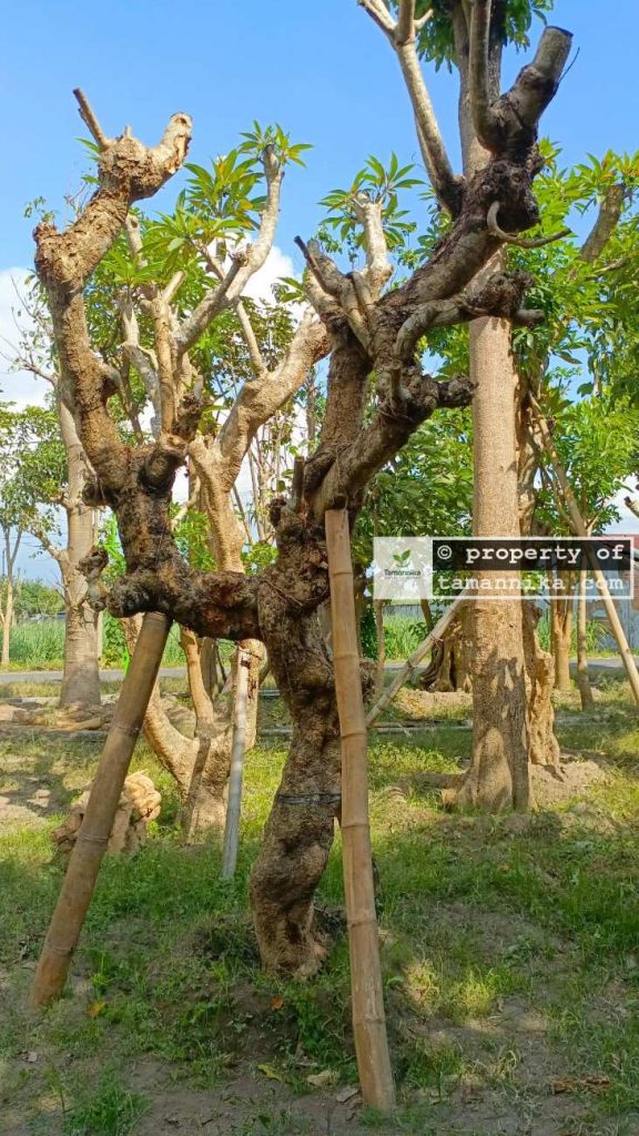 Jual Pohon Kamboja Fosil di Karangasem