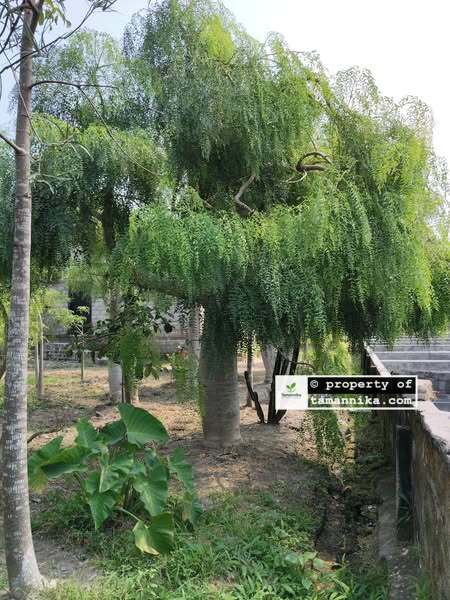 Jual Pohon Moringa Afrika untuk Landscape Komersial